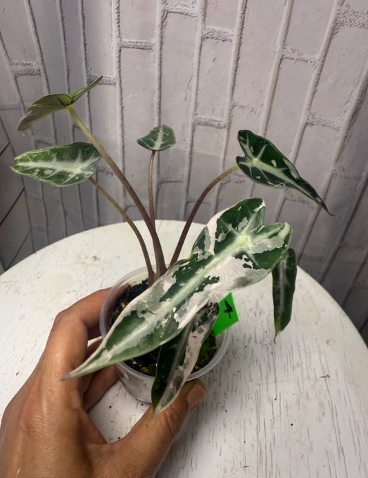Alocasia bambino variegated (3in)