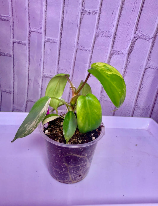 Philodendron Florida beauty