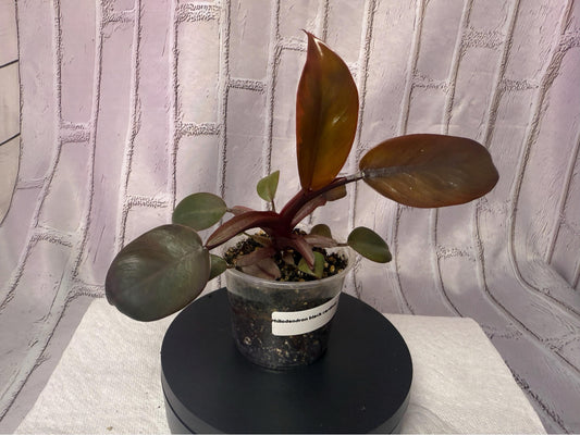 Philodendron black cardinal (2in)