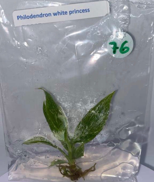 Philodendron white princess- tissue culture plantlets