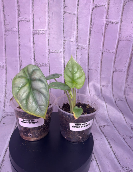 Alocasia silver dragon (2in)