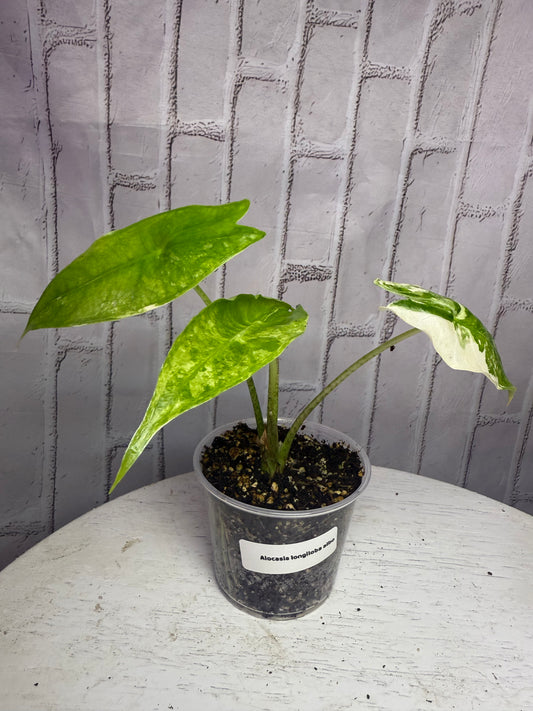 Alocasia longiloba albo (2in)