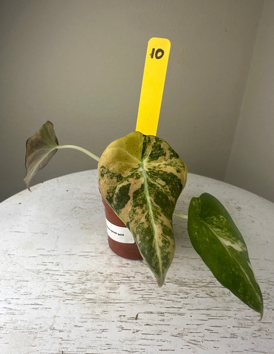 Alocasia black velvet gold (2in)