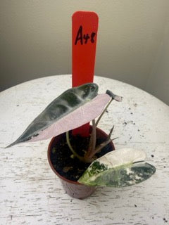 Alocasia bambino variegated (2 in)