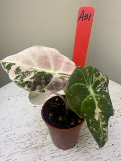 Alocasia black velvet pink variegated (2in)