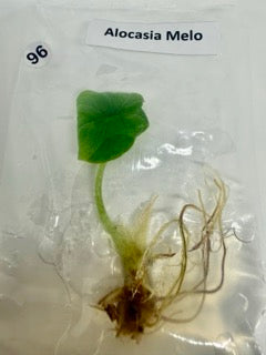 Alocasia Melo - tissue culture