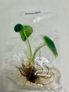 Alocasia Melo - tissue culture