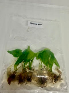Alocasia Melo - tissue culture