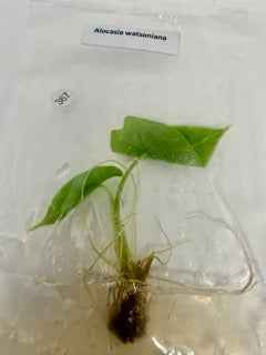 Alocasia watsoniana - 1 tissue culture