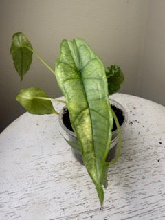 Alocasia heterophylla 'Dragon's Breath' aurea  (2in)
