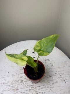 Alocasia heterophylla 'Dragon's Breath' aurea  (2in)