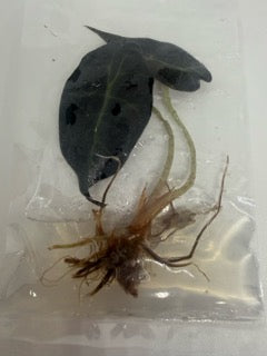 Alocasia amazonica - tissue culture