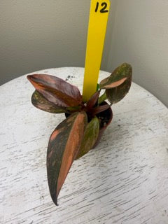 Philodendron orange princess variegated (2in)