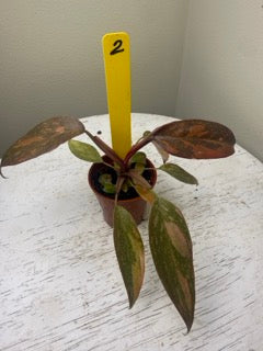Philodendron orange princess variegated (2in)