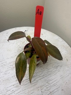 Philodendron orange princess variegated (2in)