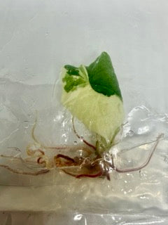 Alocasia melo albo - tissue culture