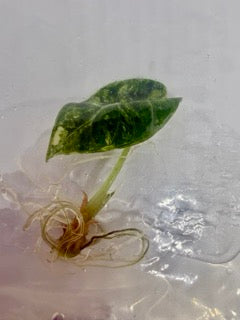 Alocasia watsoniana variegated - 1 tissue culture