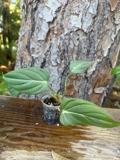 Philodendron gloriosum