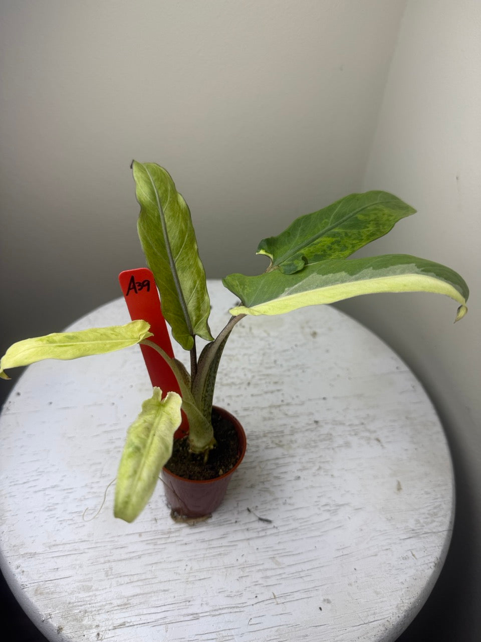 Alocasia lauterbachiana variegated (2in)