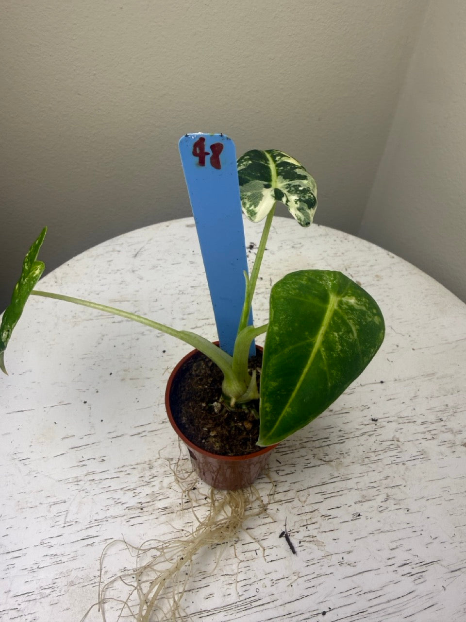 Alocasia frydek variegated (2in)