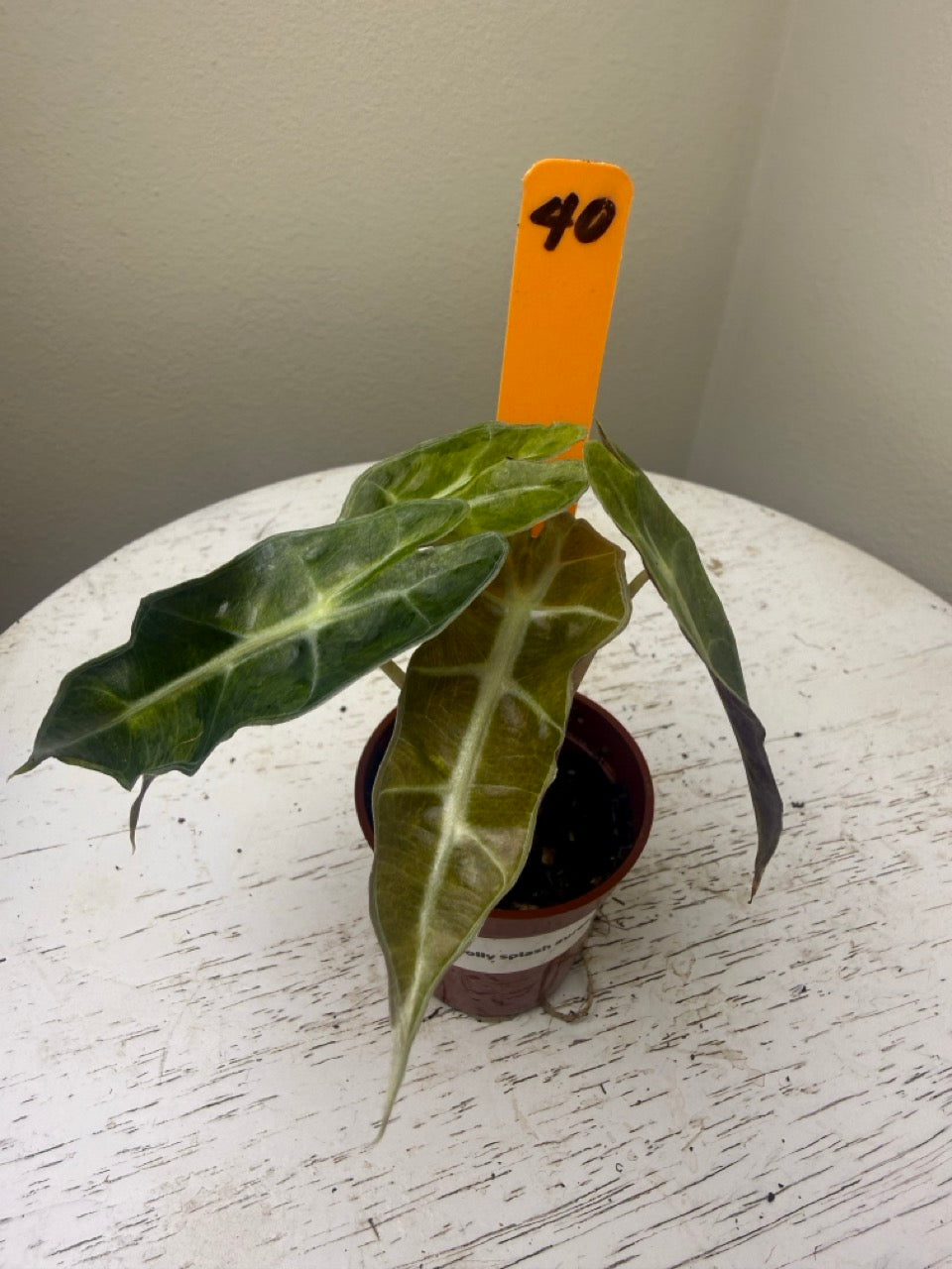 Alocasia Polly splash aurea (2in)