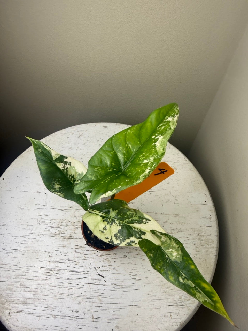 Alocasia simpo albo (2in)