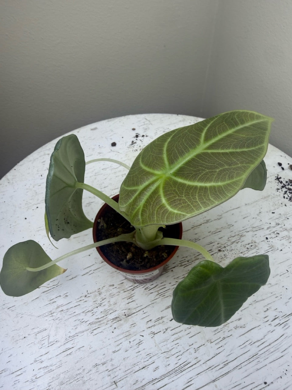Alocasia maharani (2in)