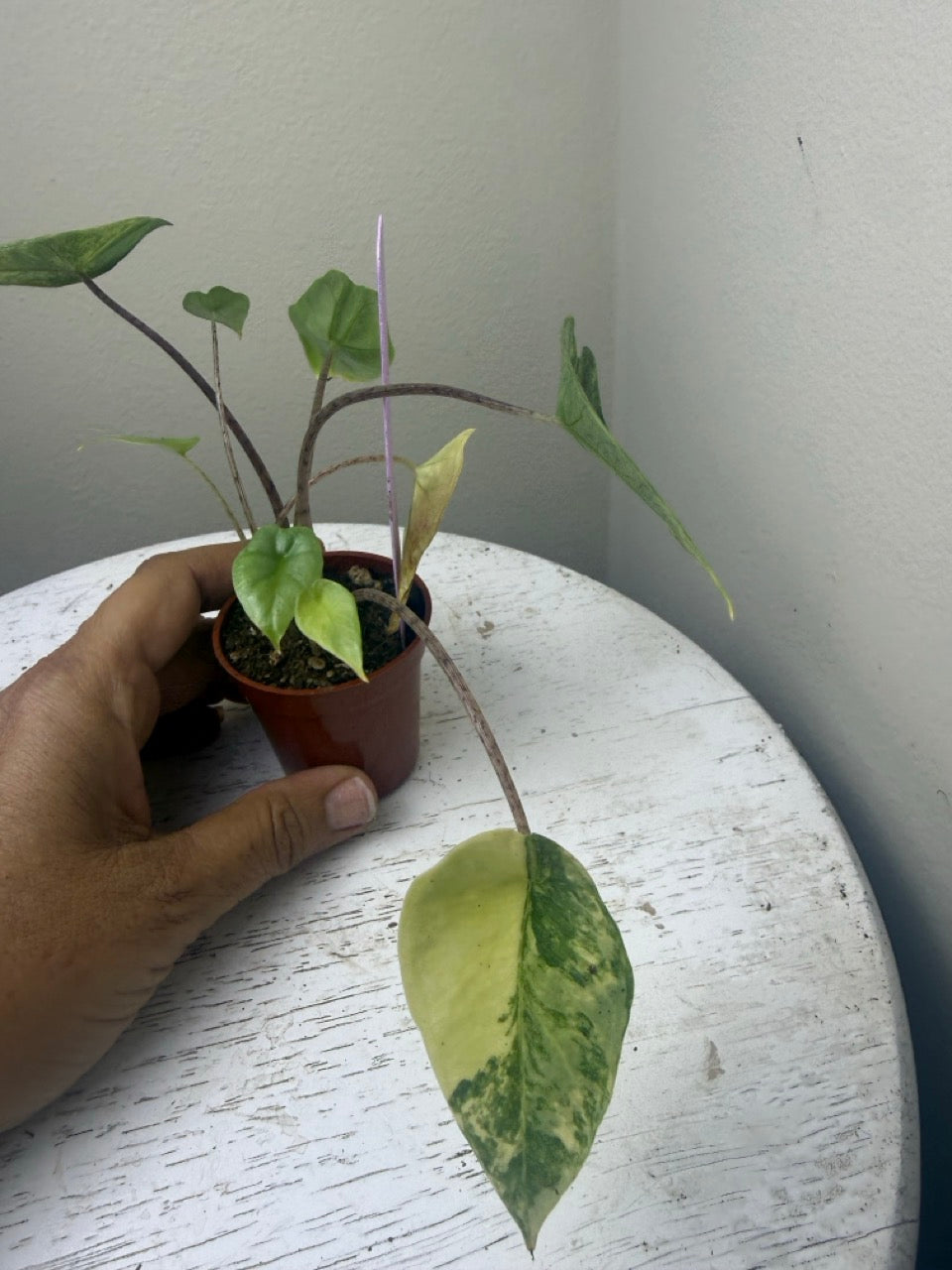 Alocasia heterophylla metallic blue aurea (2in)