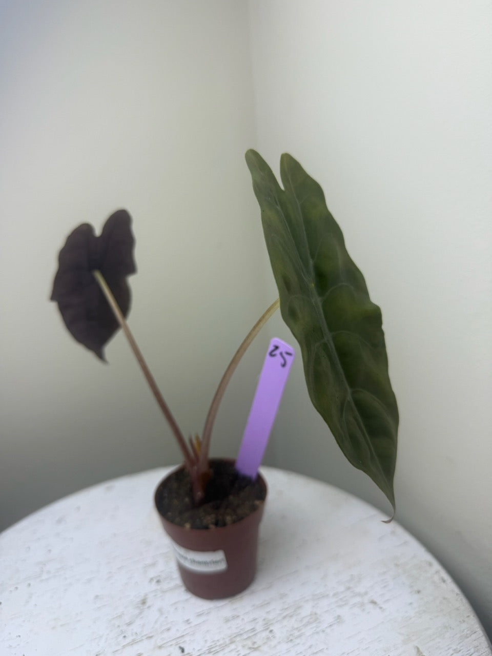 Alocasia chantrieri (2in)