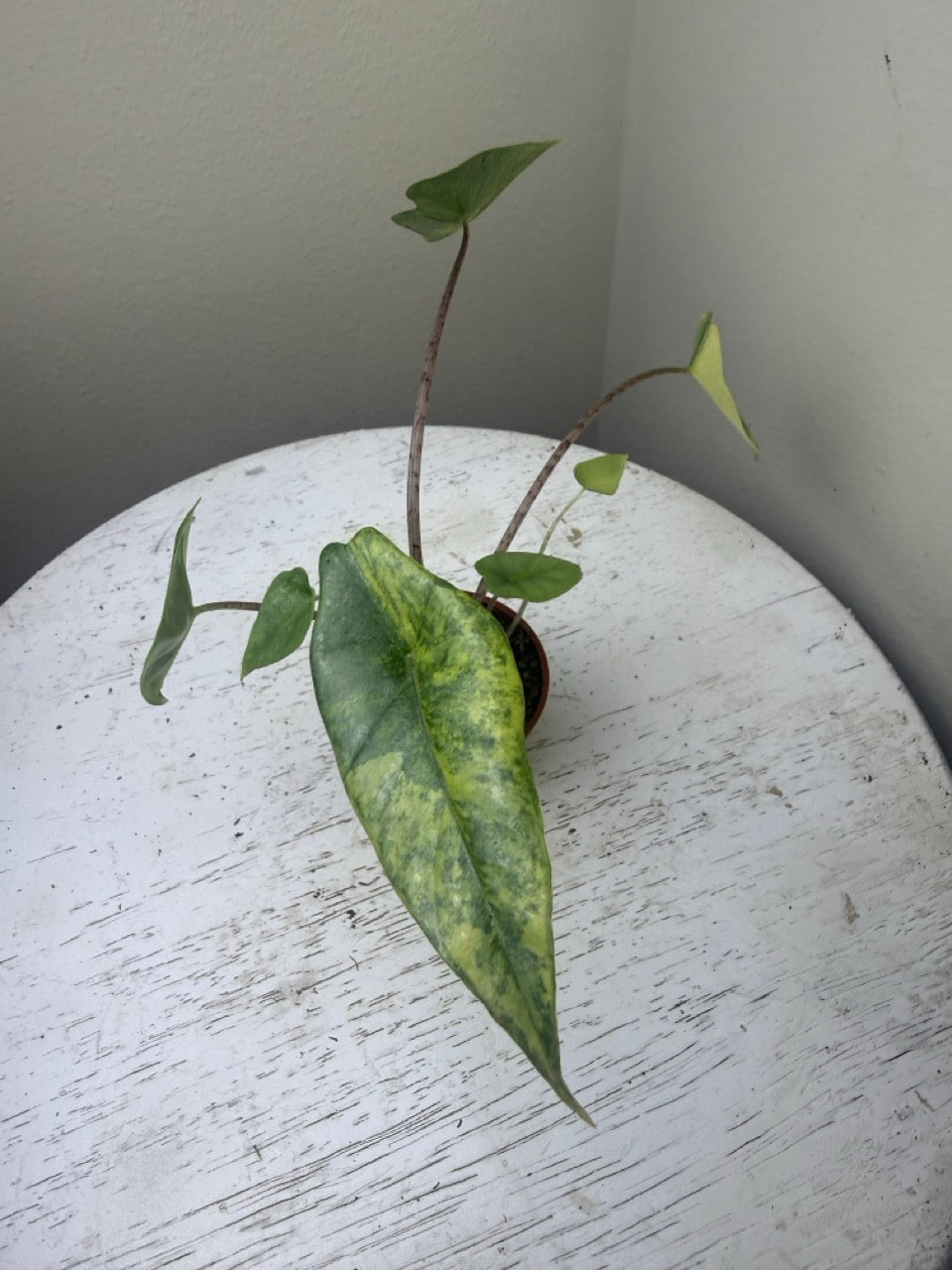 Alocasia heterophylla metallic blue aurea (2in)