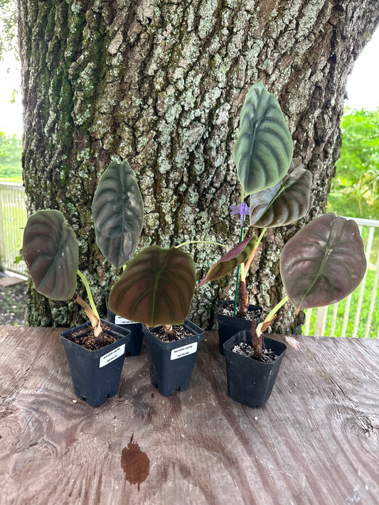 Alocasia cuprea red secret (2in)