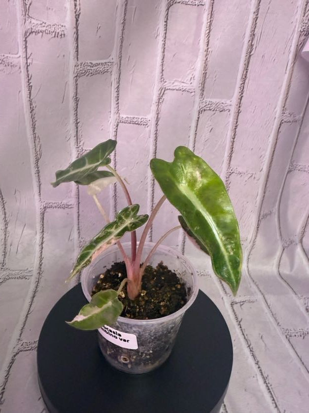 Alocasia bambino variegated (2in)