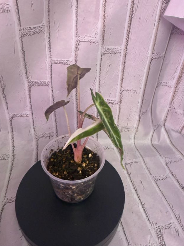 Alocasia bambino variegated (2in)