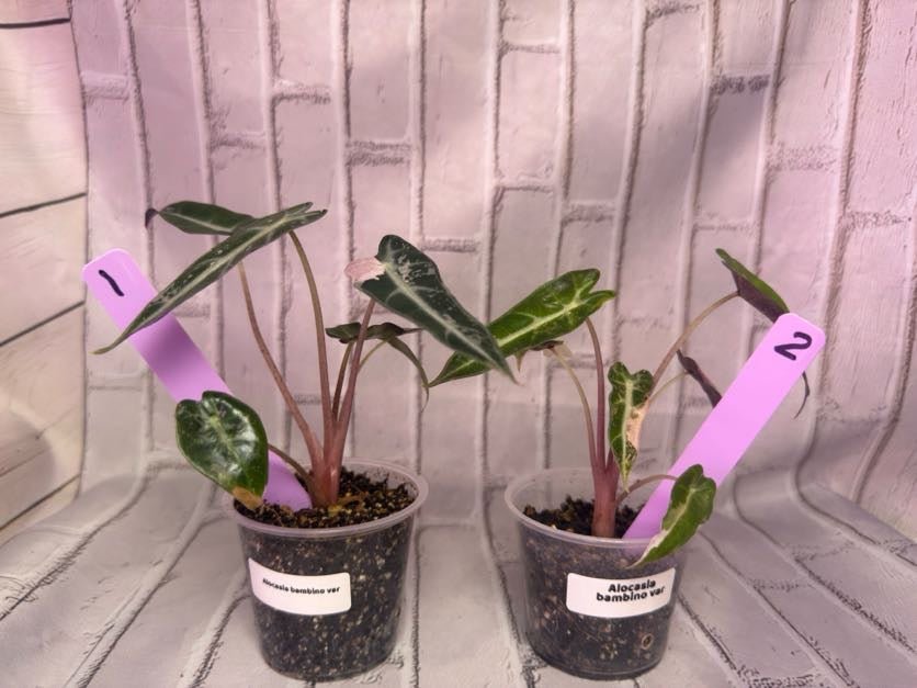 Alocasia bambino variegated (2in)