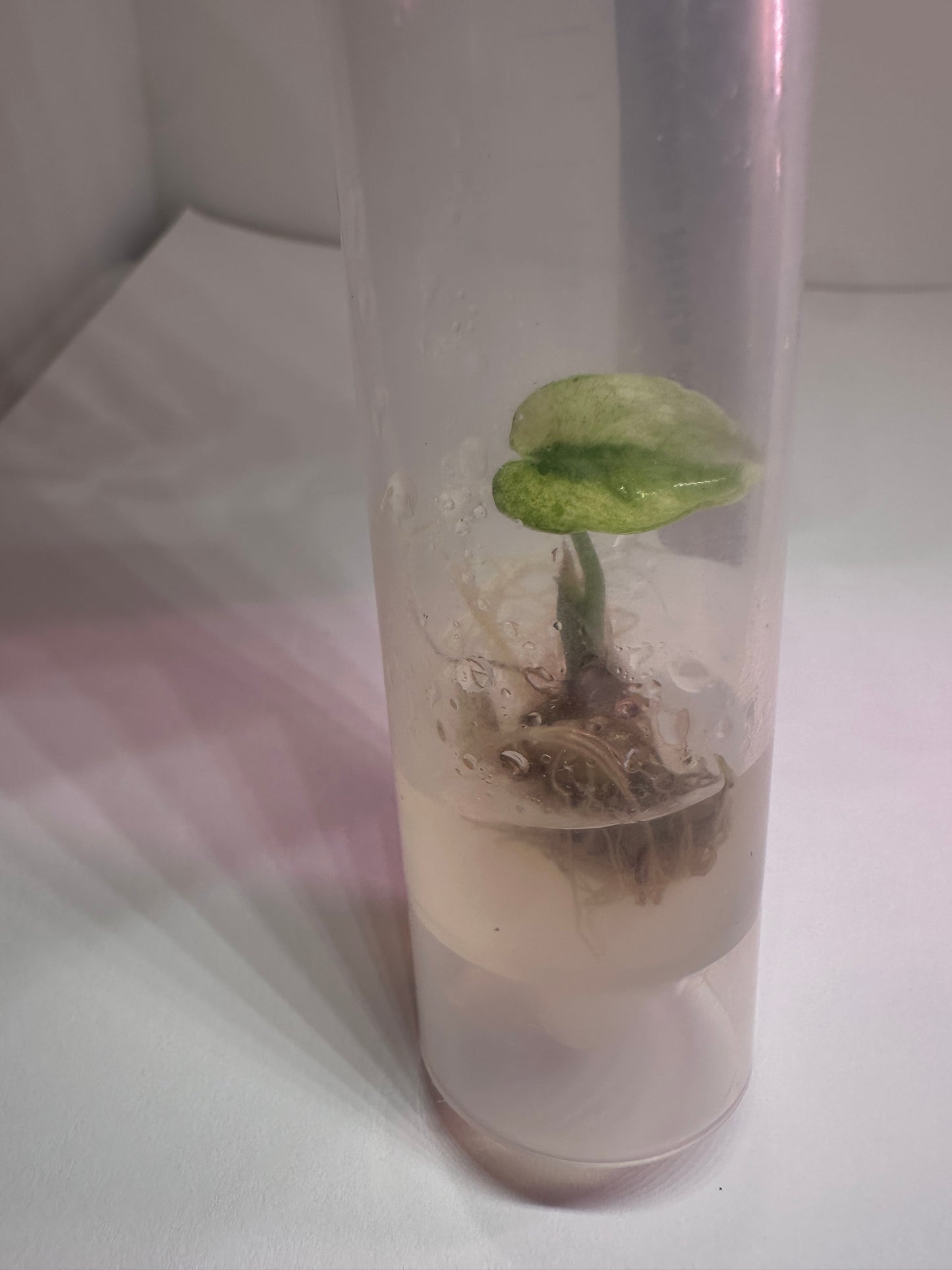 Alocasia ninja albo - 1 tissue culture plantlet