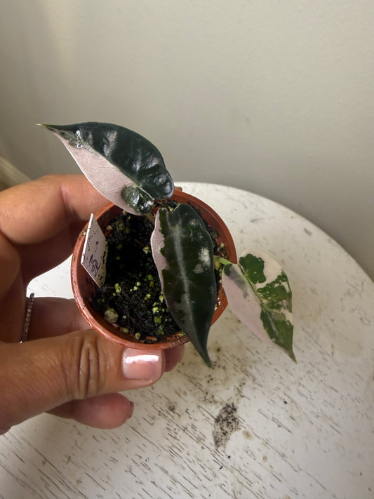 Alocasia bambino variegated (3 in)