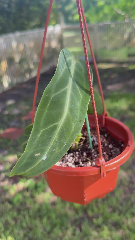 Anthurium warocqueanum
